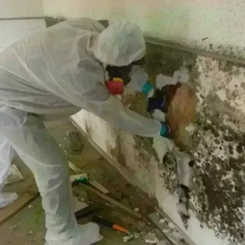 Mold Remediation and Removal in Little River-Academy, TX